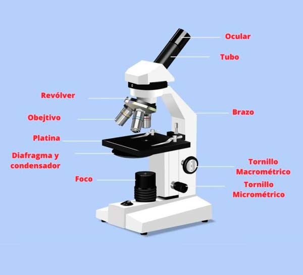 Diagrama que muestra las diferentes partes de un microscopio, incluyendo oculares, revolver y platina, esenciales para su funcionamiento.